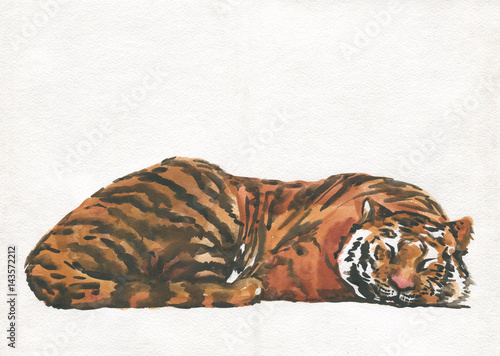 Obraz na płótnie tygrys śpi, akwarela