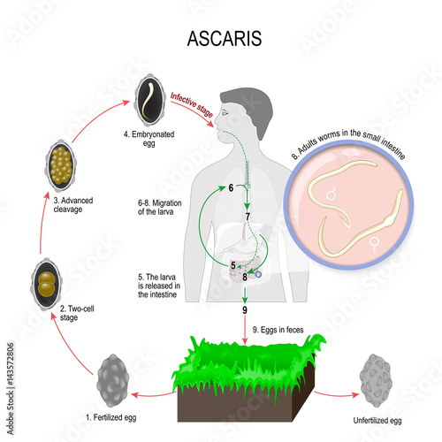 Ascaris life cycle photo