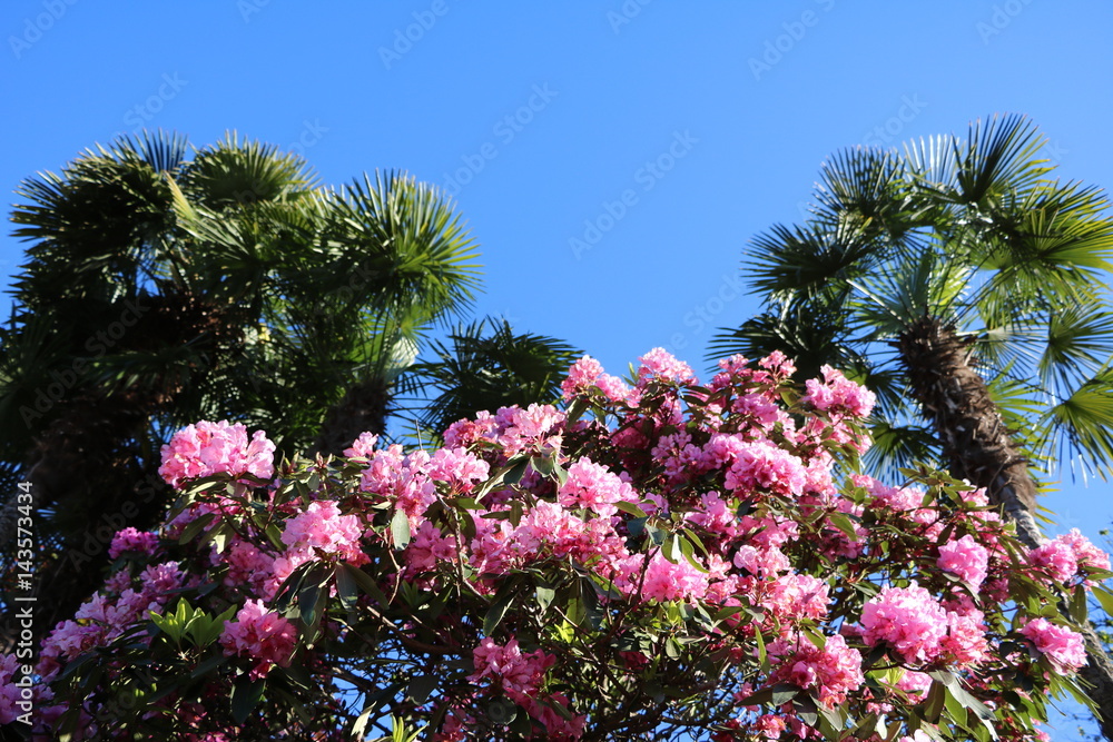 Rhododendron blooming in spring, Italy