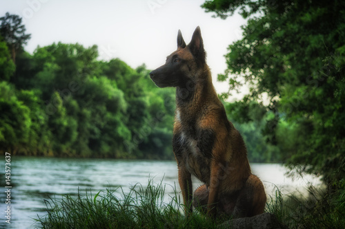 Portrait vom Hund