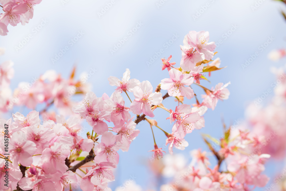 soft blooming cherry bloosom
