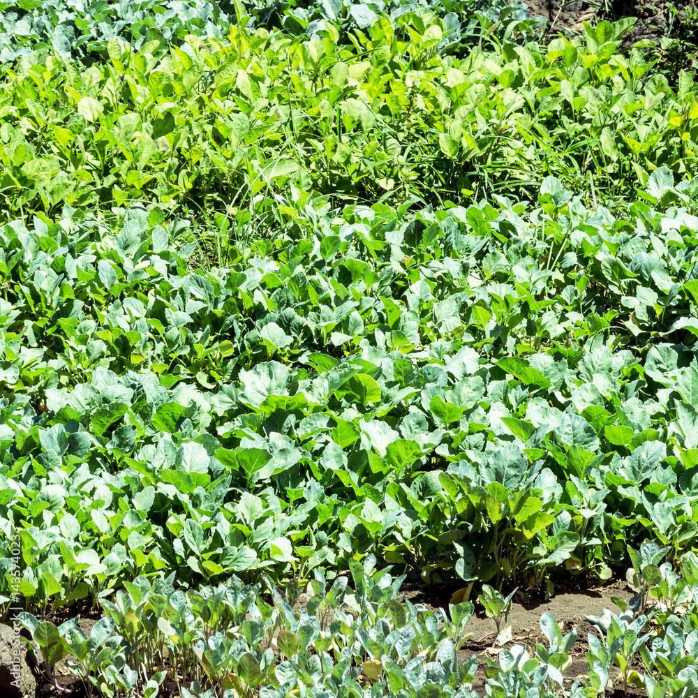 cultivation of vegetables