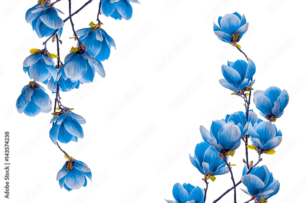 Fototapeta premium Magnolia blue flower blossom isolated on white background