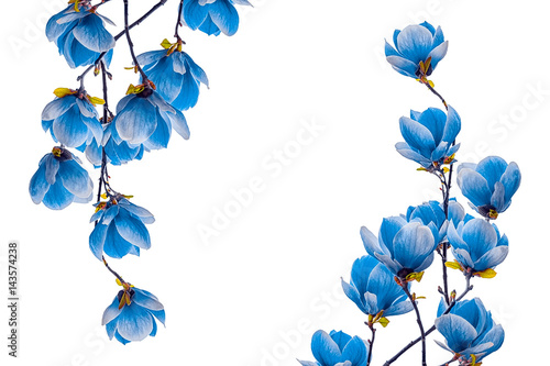 Magnolia blue flower blossom isolated on white background