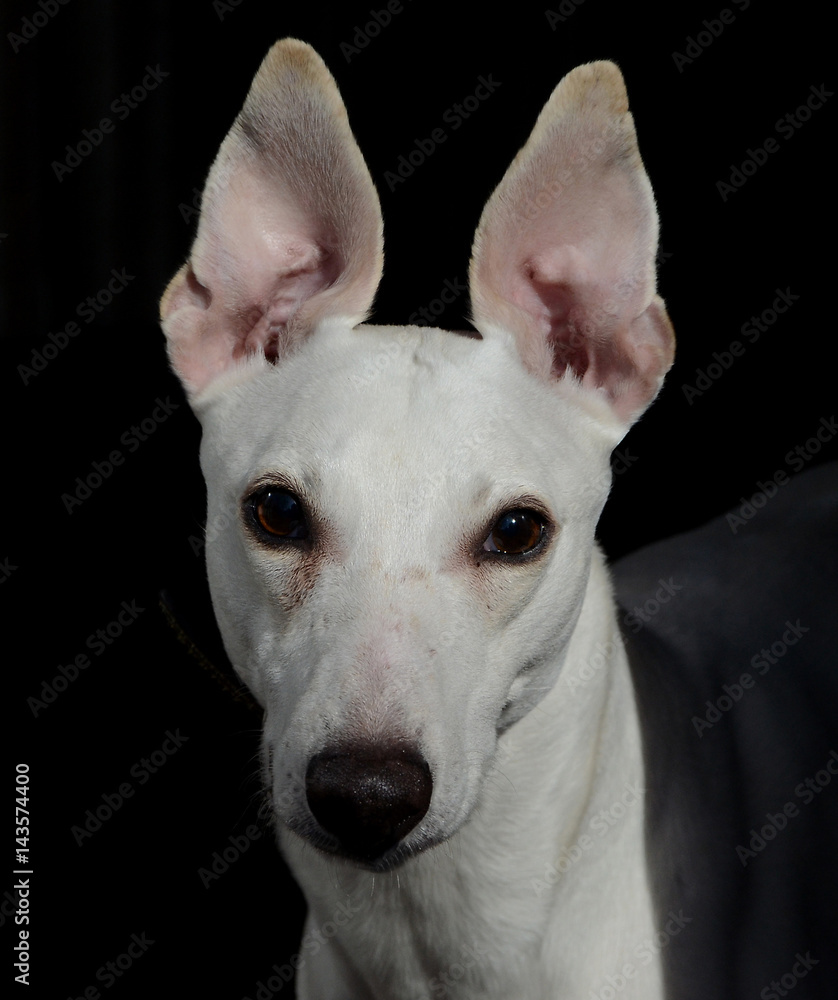 Face portrait of a white whippet dog on a dark background.