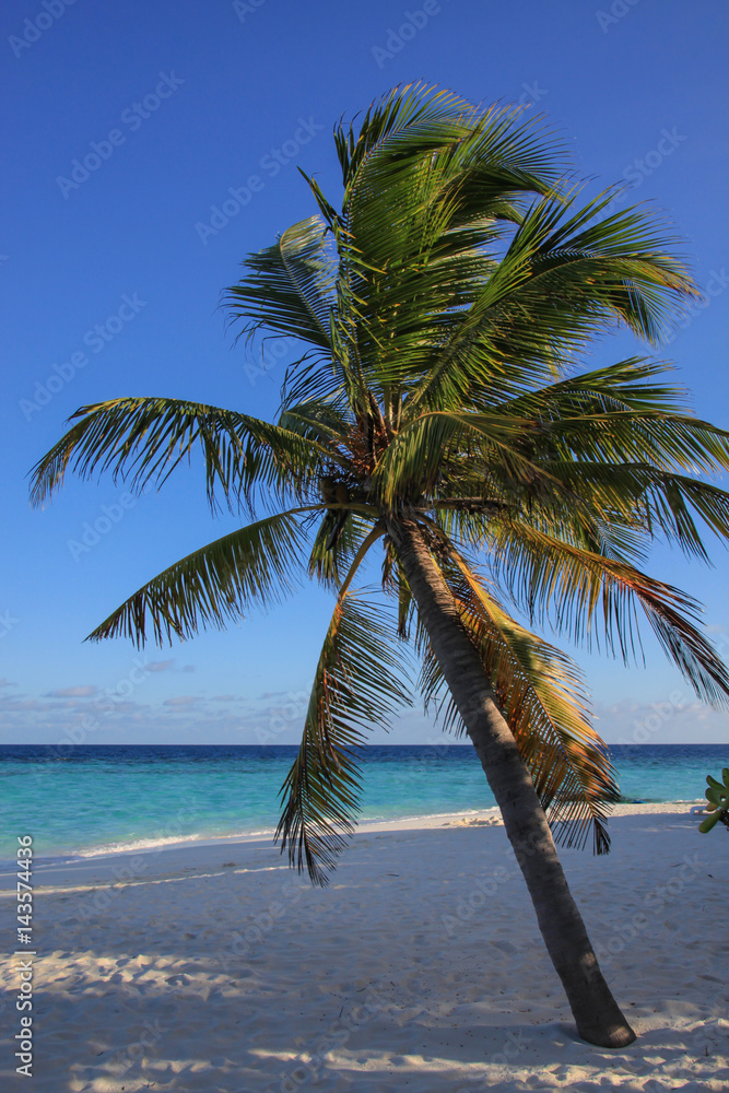 Palm tree on the tropical paradise beach, Maldives