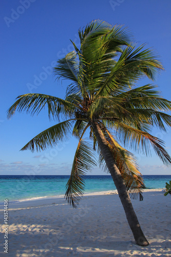 Palm tree on the tropical paradise beach  Maldives