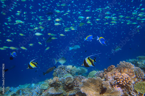 Variety of colorful fishes in the water column on the coral reef beside Maldive islands