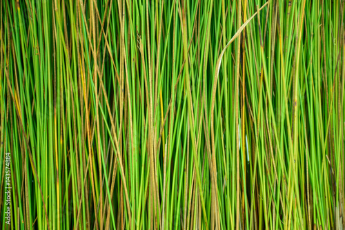 Green papyrus pattern in nature