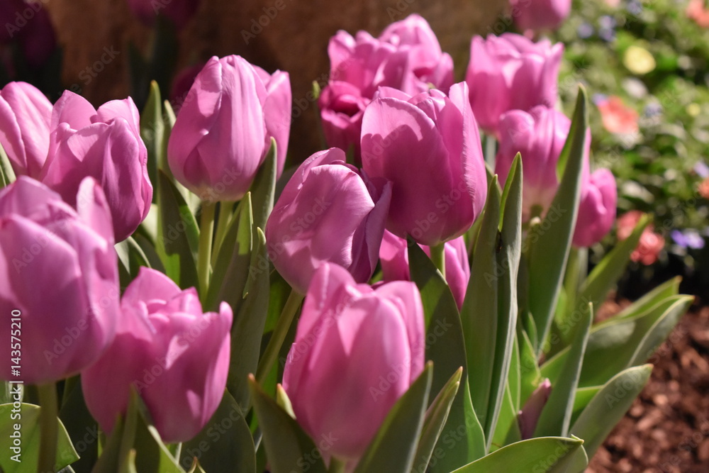 Fototapeta premium Pink Tulips