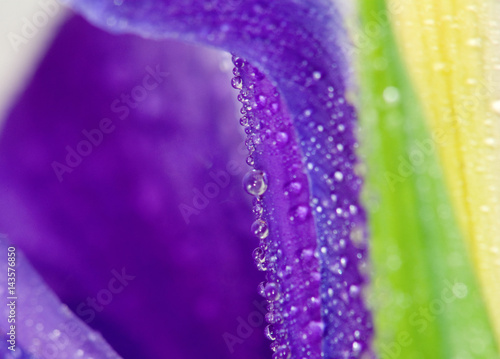image of flower petal in the garden close-up