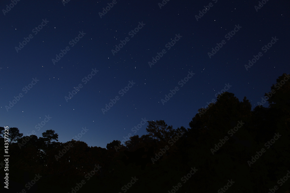 Treeline Treeline