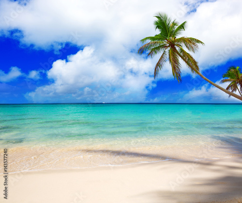 Caribbean sea and palm tree.