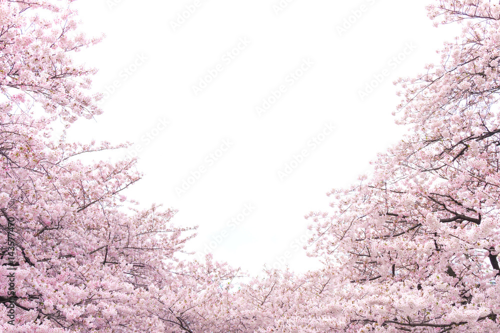 Naklejka premium 桜