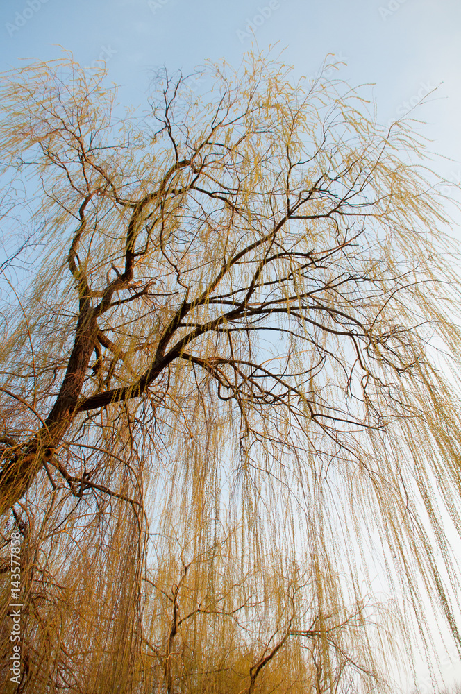 Obraz premium Willow in the sun