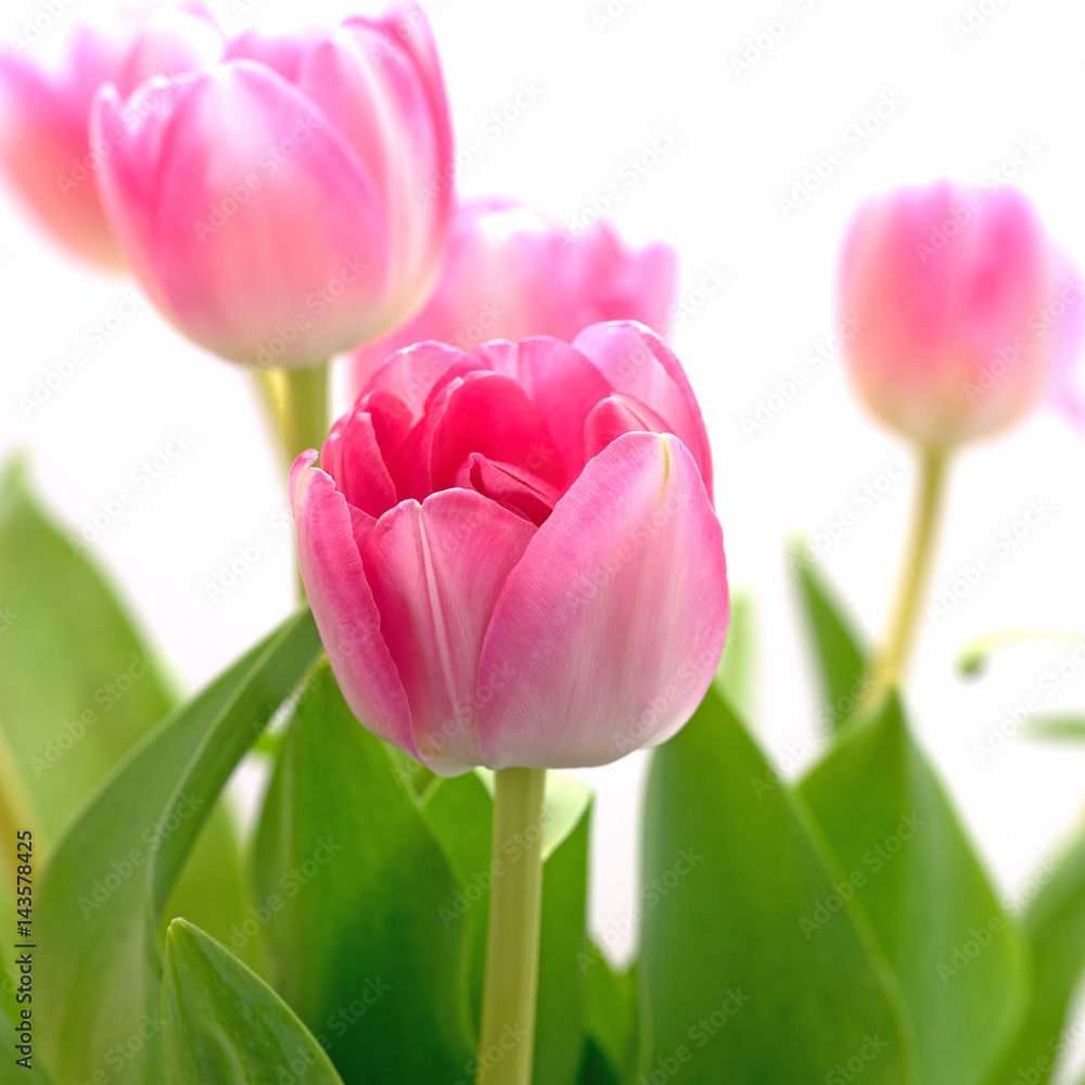 Tulpen, Tulipa, Tulips
