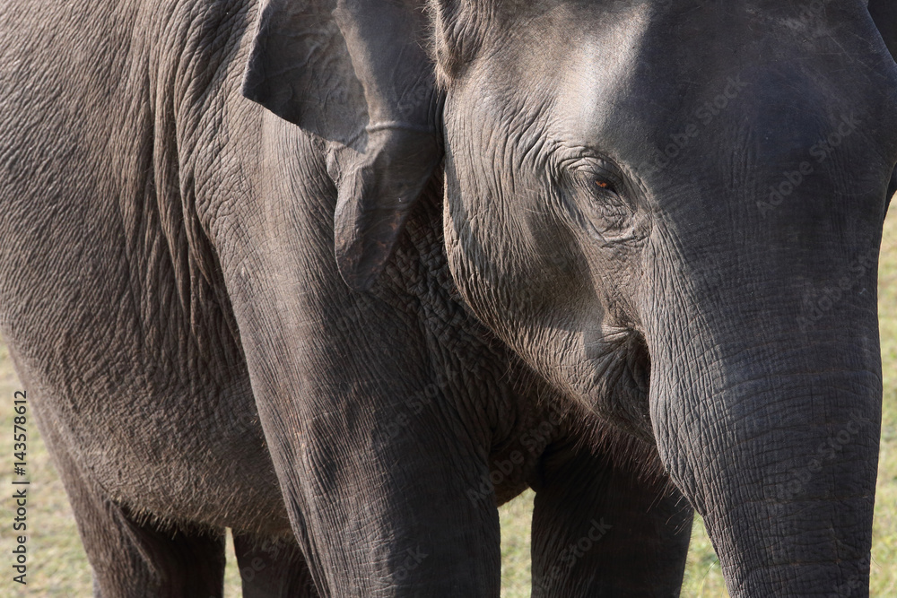 Fototapeta premium Elefantenportrait