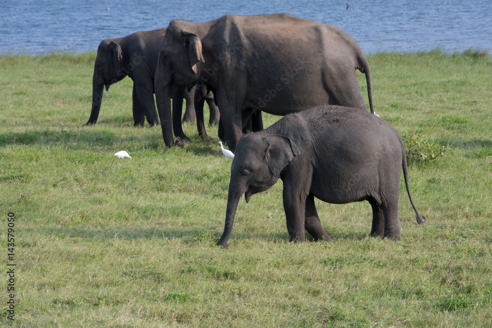 Fototapeta premium Elefanten in Sri Lanka