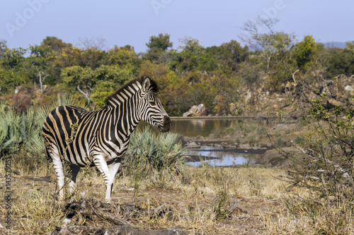 Plains zebra in Kruger National park  South Africa