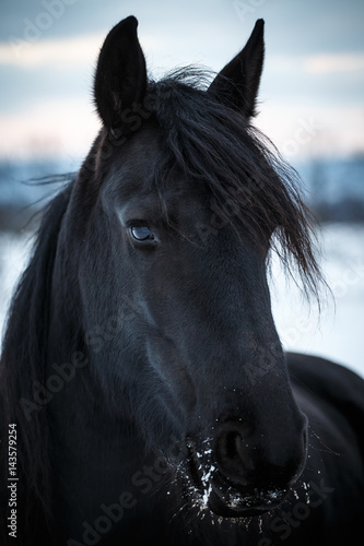 Portrait beauty friesian horse in winter © Lubos Chlubny