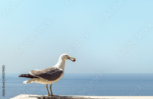 Canvas Print Birds picking up cigarette butts
