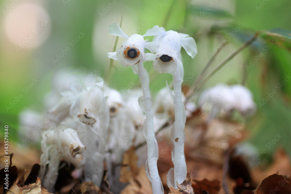 Ghost plant or Indian pipe (Monotropastrum humile) in Japan Stock Photo |  Adobe Stock