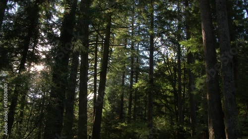 Wallpaper Mural Sun rising in morning shines light through lush Washington forest, 4K time lapse. Torontodigital.ca