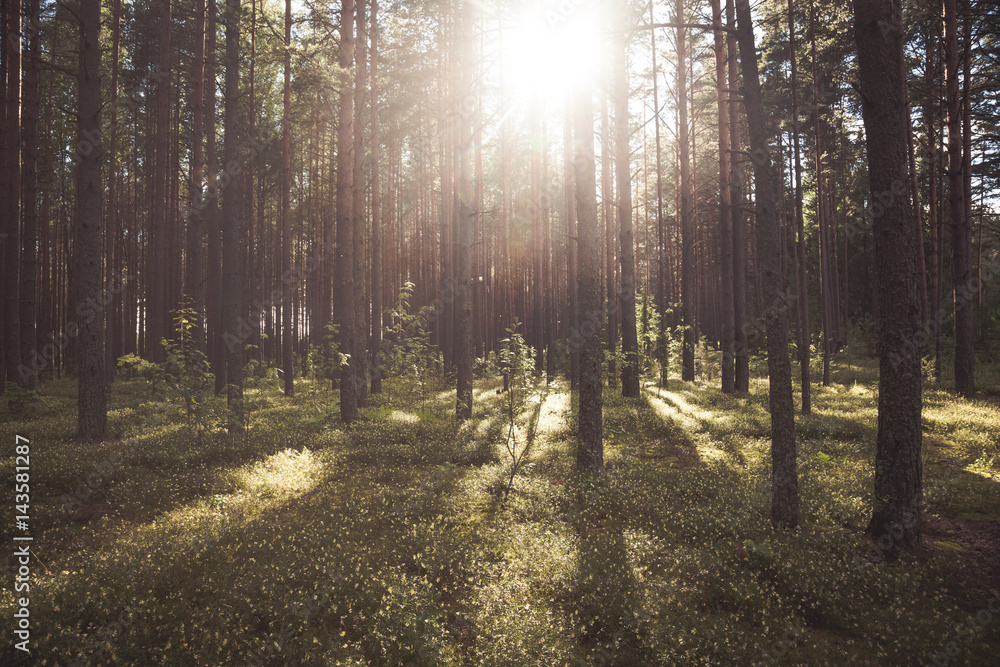 Fir forest on a summer day Fir forest on a summer day