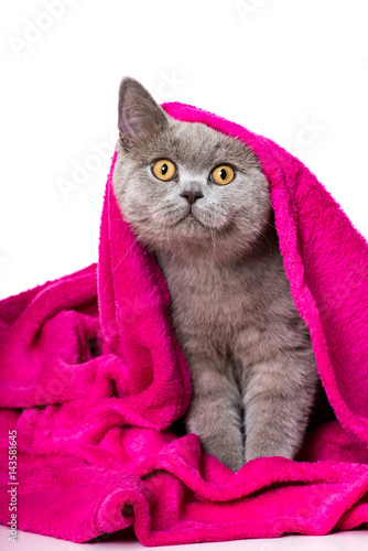 Fototapeta Naklejka Na Ścianę i Meble -  Katze mit Kuscheldecke