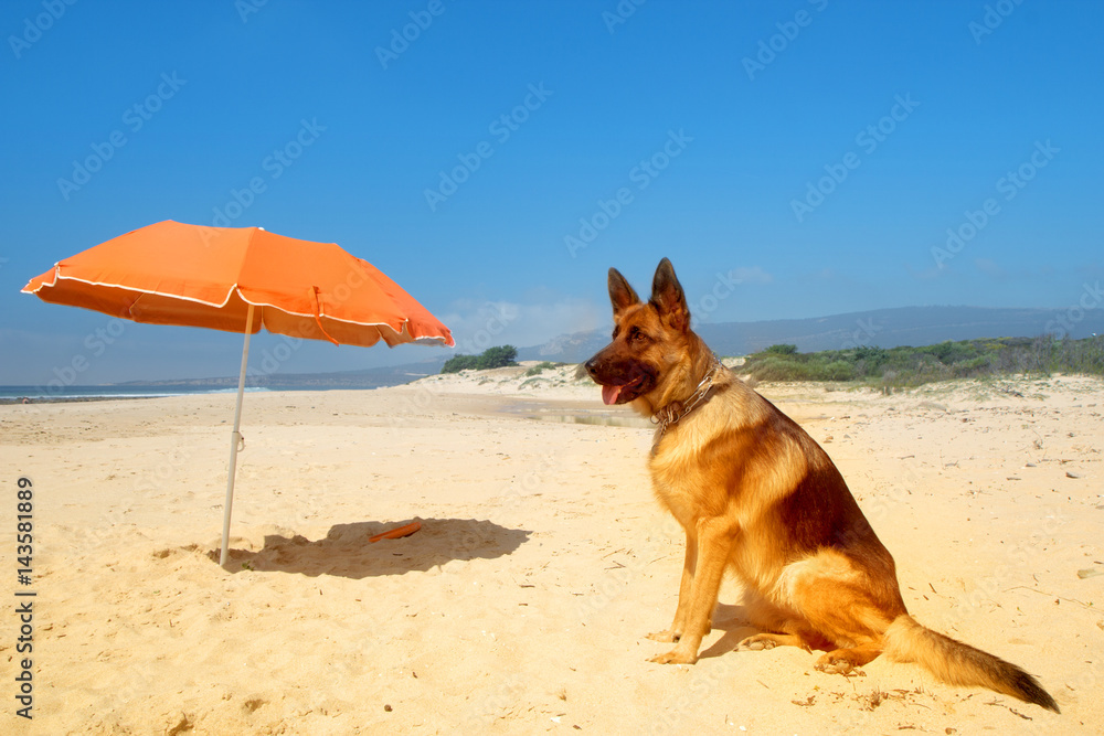 German shepherd sunbathes on the sunny beach of Atlantic ocean near the big bright orange beach umbrella. German shepherd sunbathes on the sunny beach of Atlantic ocean near the big bright orange beach umbrella.