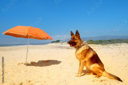 German shepherd sunbathes on the sunny beach of Atlantic ocean near the big bright orange beach umbrella.