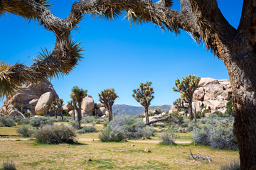 Fotobehang Natuurpark Joshua Tree park in Californië  © jon manjeot