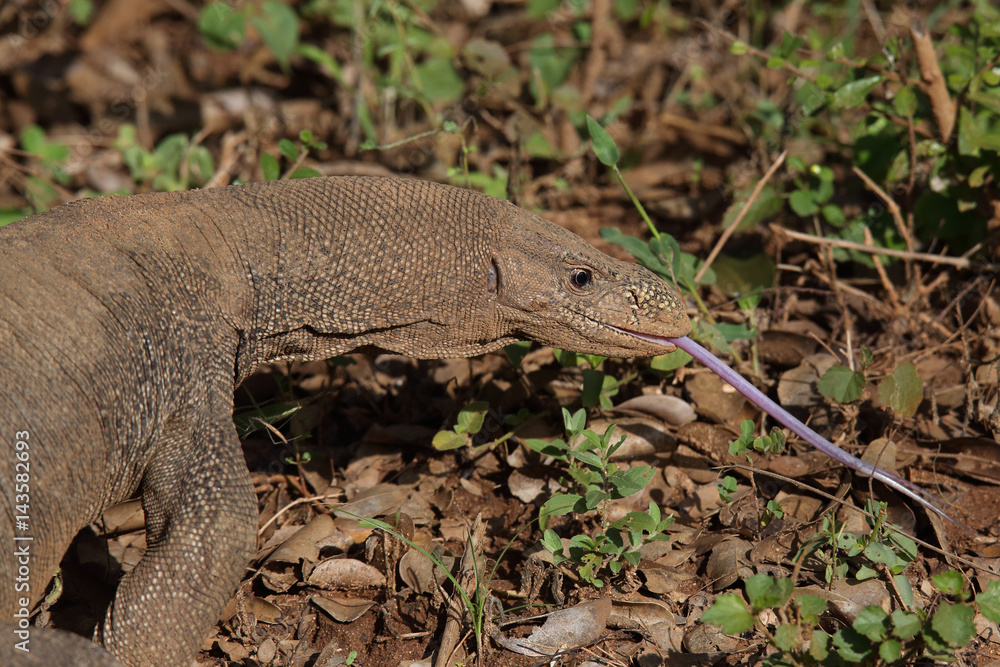 Fototapeta premium Waran