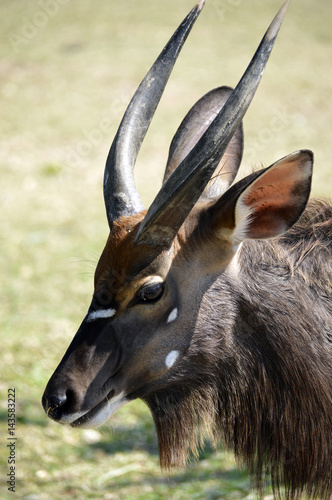 Foto Sitatunga antelope, portrait, head with horns close-up.