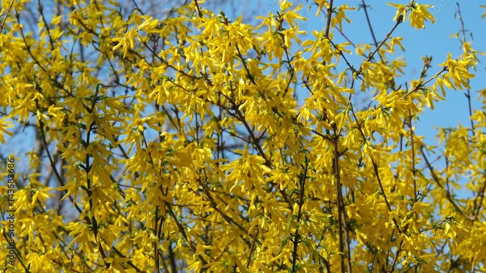 Tree with yellow flowers. Yellow flowers. Sunny spring day. Tree with yellow flowers. Yellow flowers. Sunny spring day.
