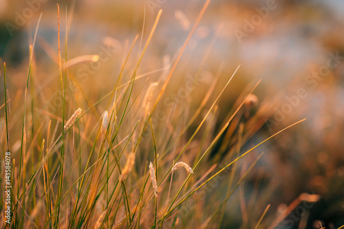 Spikelets in the field at sunset. The texture of grass at sunset. Wild grass  wild grass  dry grass.