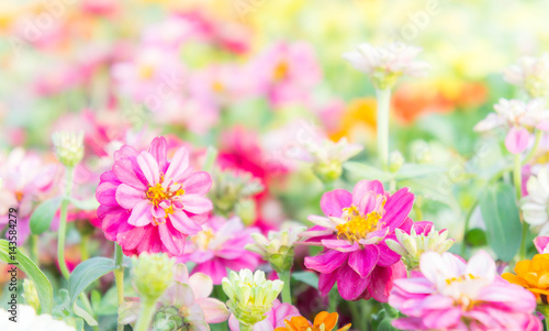 floral pink flowers zinnia in the colorful garden