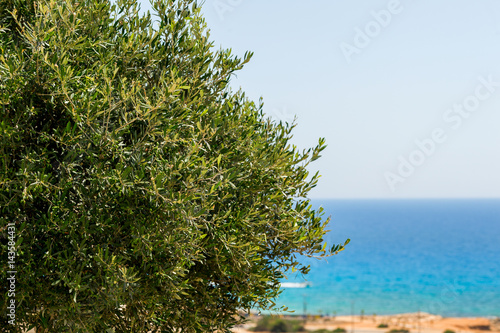 olive tree in the background of the sea