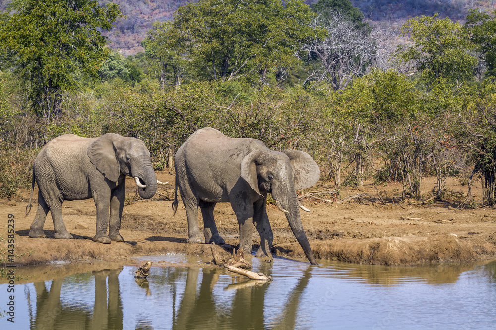 African bush elephant in Kruger National park, South Africa African bush elephant in Kruger National park, South Africa