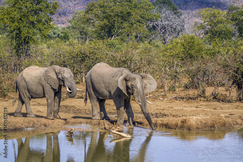 African bush elephant in Kruger National park  South Africa