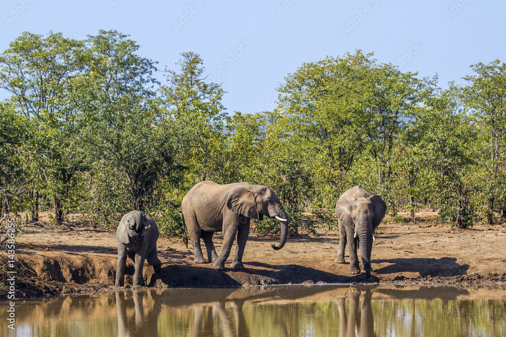 Fototapeta premium African bush elephant in Kruger National park, South Africa