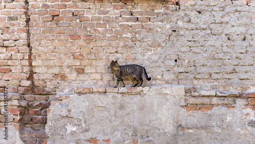 Alley cat standing in front of a brick wall