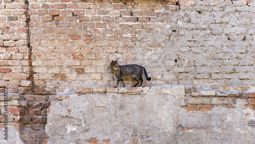 Canvas-taulu Alley cat standing in front of a brick wall