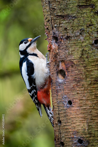 great spotted Woodpecker