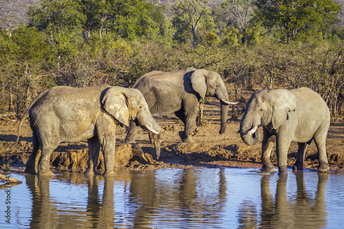 African bush elephant in Kruger National park  South Africa