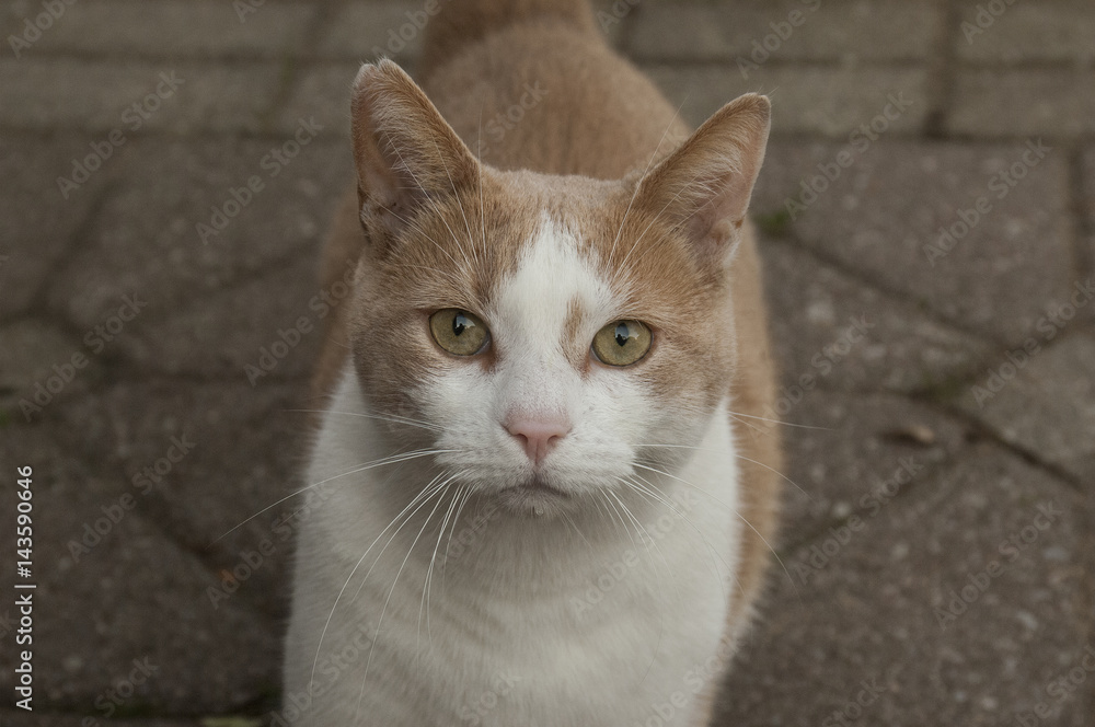 Fototapeta premium Cat