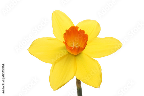 Bright yellow Daffodil