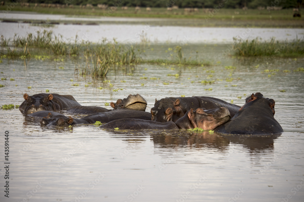 Smiling hippo in waters, Lake Manyara, Tanzania Smiling hippo in waters, Lake Manyara, Tanzania