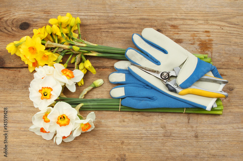 Fototapeta Naklejka Na Ścianę i Meble -  Cut Daffodils with gloves and secateurs