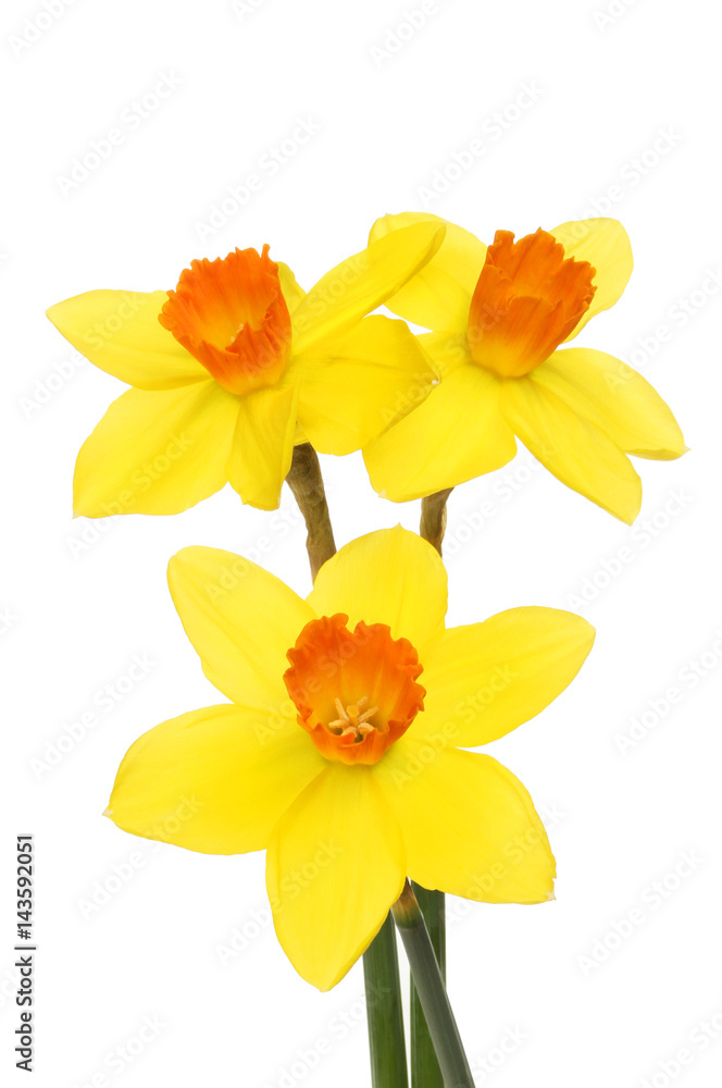 Fototapeta premium Three Daffodil flowers